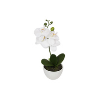 33CM ORCHID IN WHITE POT QTY 6