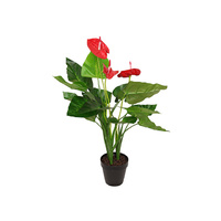 80CM ANTHURIUM PLANT IN POT QTY 4