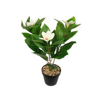 41CM MAGNOLIA PLANT IN POT QTY 2
