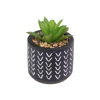 9CM SUCCULENT IN CEMENT POT 2ASST QTY 8