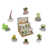 4-5CM GEMSTONE AIR PLANTS 8ASST QTY 16