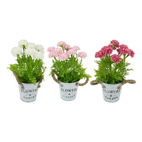28CM CHRYSANTHEMUM IN POT 3ASST QTY 6