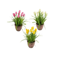 40CM TULIP PLANT IN TERRACOTTA POT 3ASST