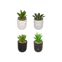20CM FACE POT W/GREEN SUCCULENT 4ASST