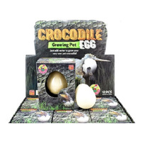 GROWING PET CROCODILE EGG 5.5CM UN12
