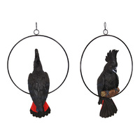 43CM BLACK COCKATOO IN 30CM RING QTY 2