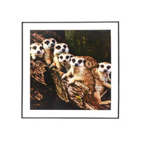MEERKATS ART GLASS 34x44x6cm