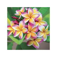 DIAMOND ART FRANGIPANI 30X30CM SOLD IN QTY 6