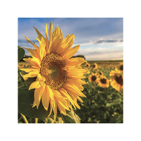 DIAMOND ART SUNFLOWER 30X40CM SOLD QTY 4