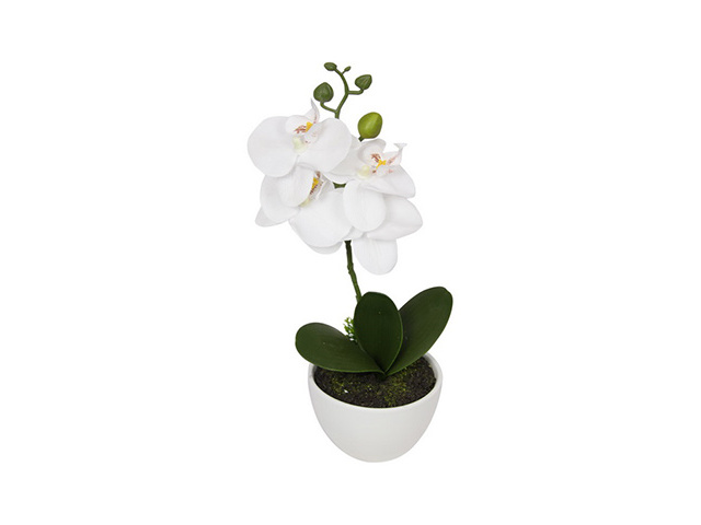 33CM ORCHID IN WHITE POT QTY 6