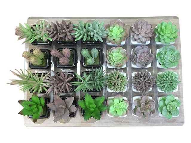 10CM SUCCULENT IN BLACK AND WHITE POT UN24