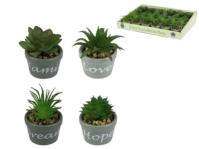7CM FUN SIZE SUCCULENTS IN POT 4ASST UN24