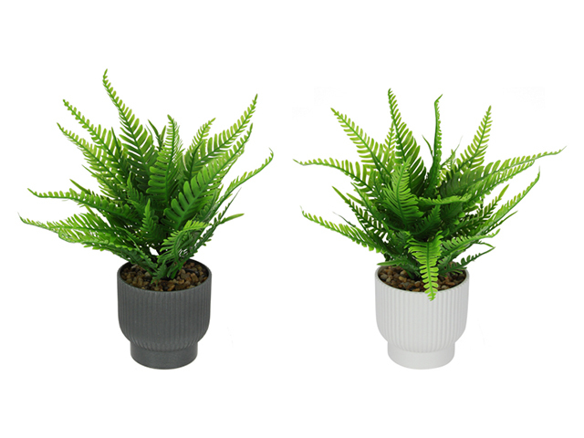 24CM GREEN FERN IN POT 2ASST SOLD QTY6