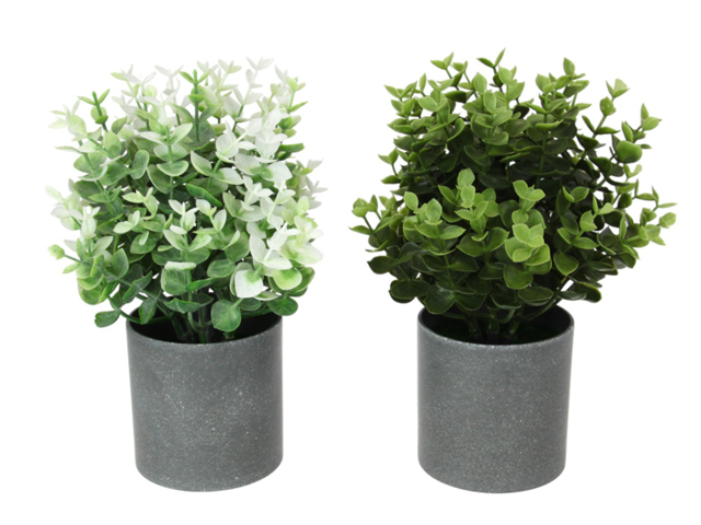 26CM EUCALYPTUS PLANT 2ASST SOLD QTY6