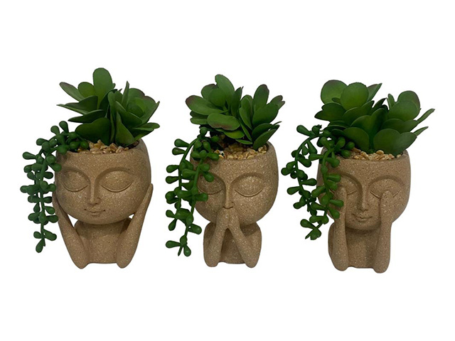 15CM WISE FACE W/SUCCULENT PLANT 3ASST