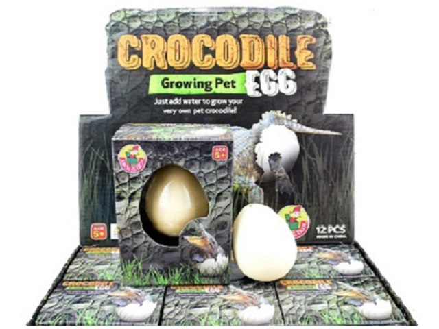 GROWING PET CROCODILE EGG 5.5CM UN12