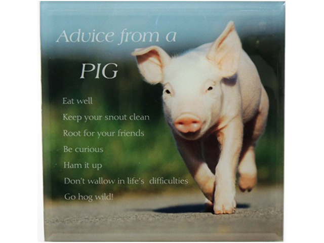 PLQ ADVICE FROM A PIG 15X15CM