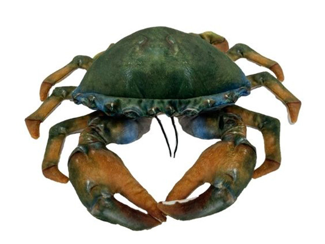 MASON MUD CRAB Approx. 35cm ACROSS