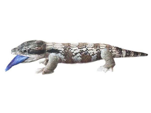 JAY BLUE TONGUE 50CM